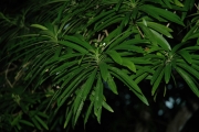 <strong>Ochrosia alyxioides - Ramon, Laurence - 87</strong><br />© Ramon, Laurence